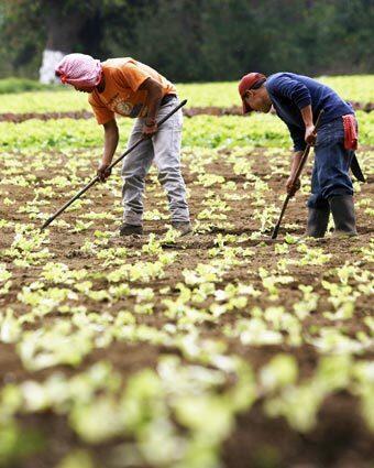 Farmworkers in Guatemala