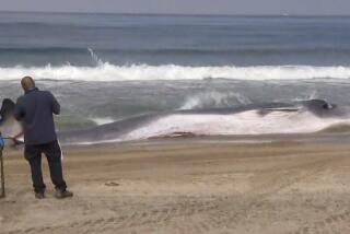 Crews are working to clear a large whale that washed ashore at Torrance Beach Saturday night, but doing so is no easy task. According to the Los Angeles County Fire Department, the fin whale appeared to be very sick and in distress when it was spotted inside the surf line around 6 p.m. Officials from the Marine Mammal Care Center and the National Marine Fisheries Service were quickly dispatched to the area; however, the whale was pronounced dead about an hour later.