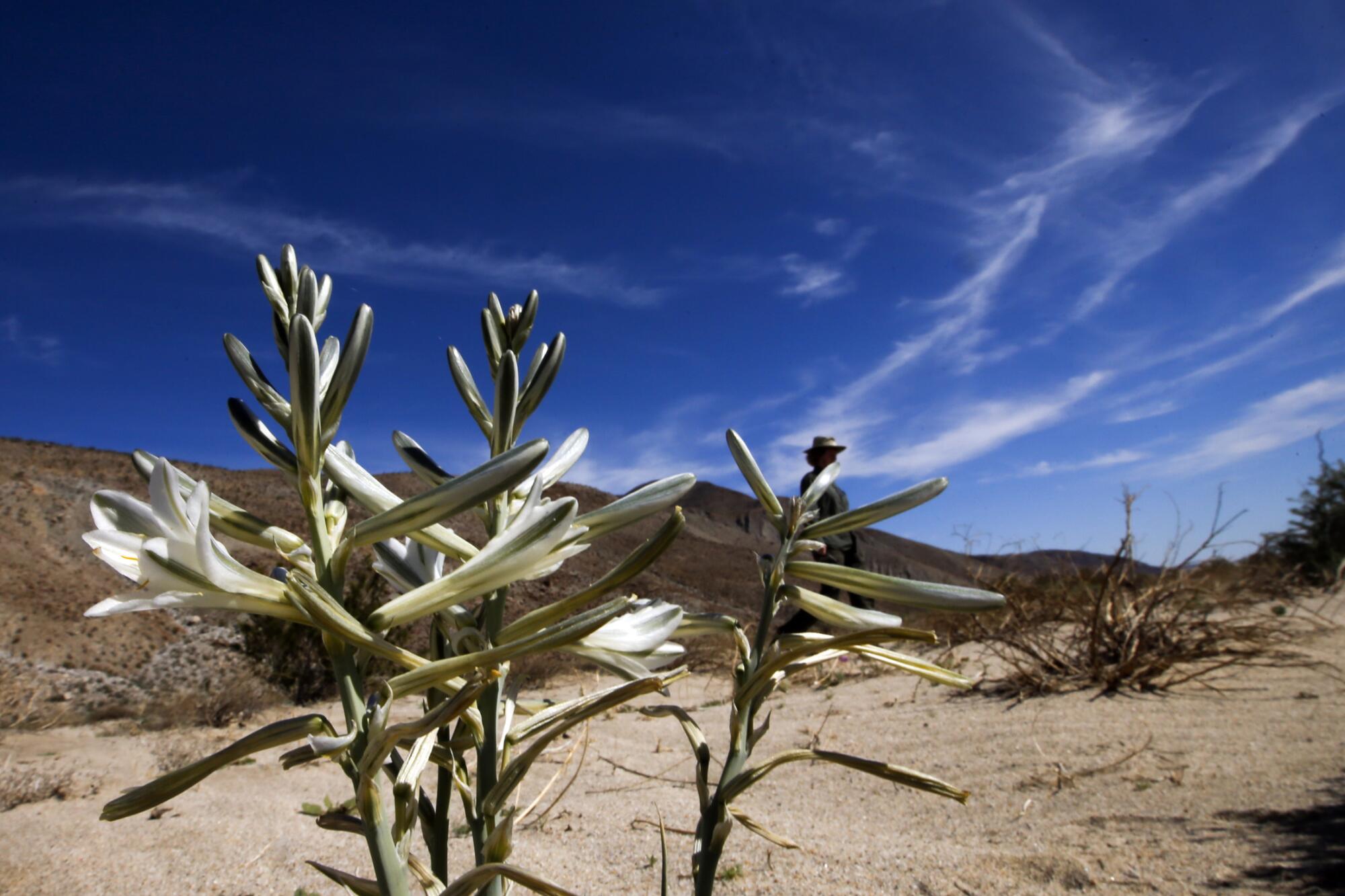 A desert lily opens to reveal the creamy white flowers in the Anza-Borrego desert on Feb. 26, 2016. 