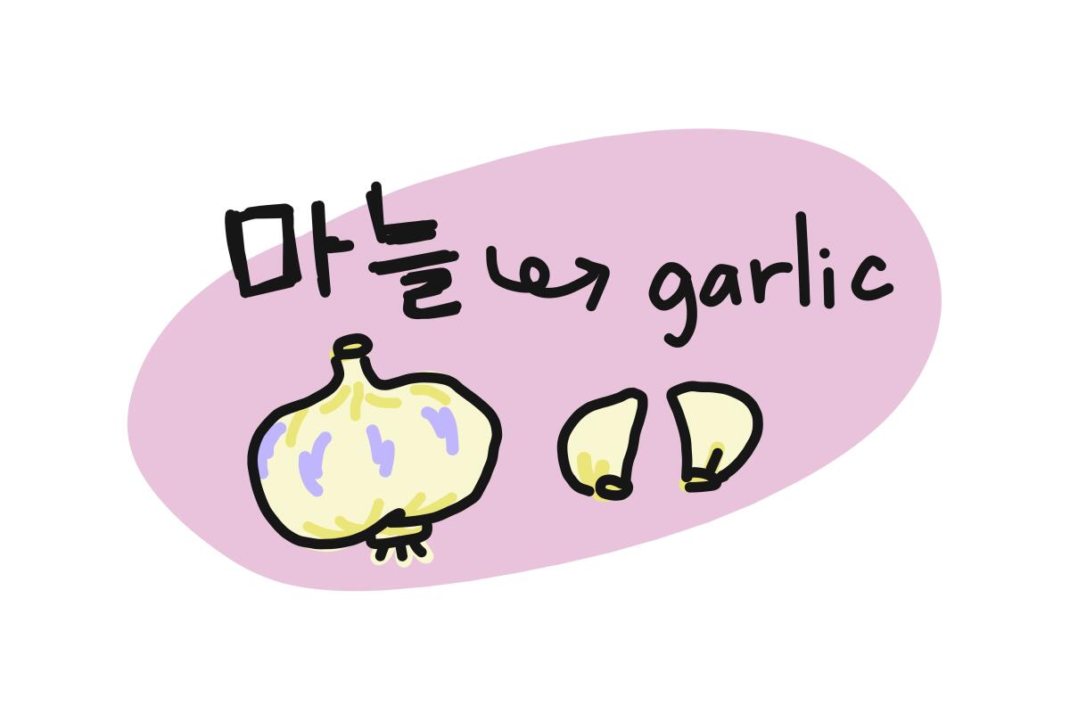 Illustration of garlic