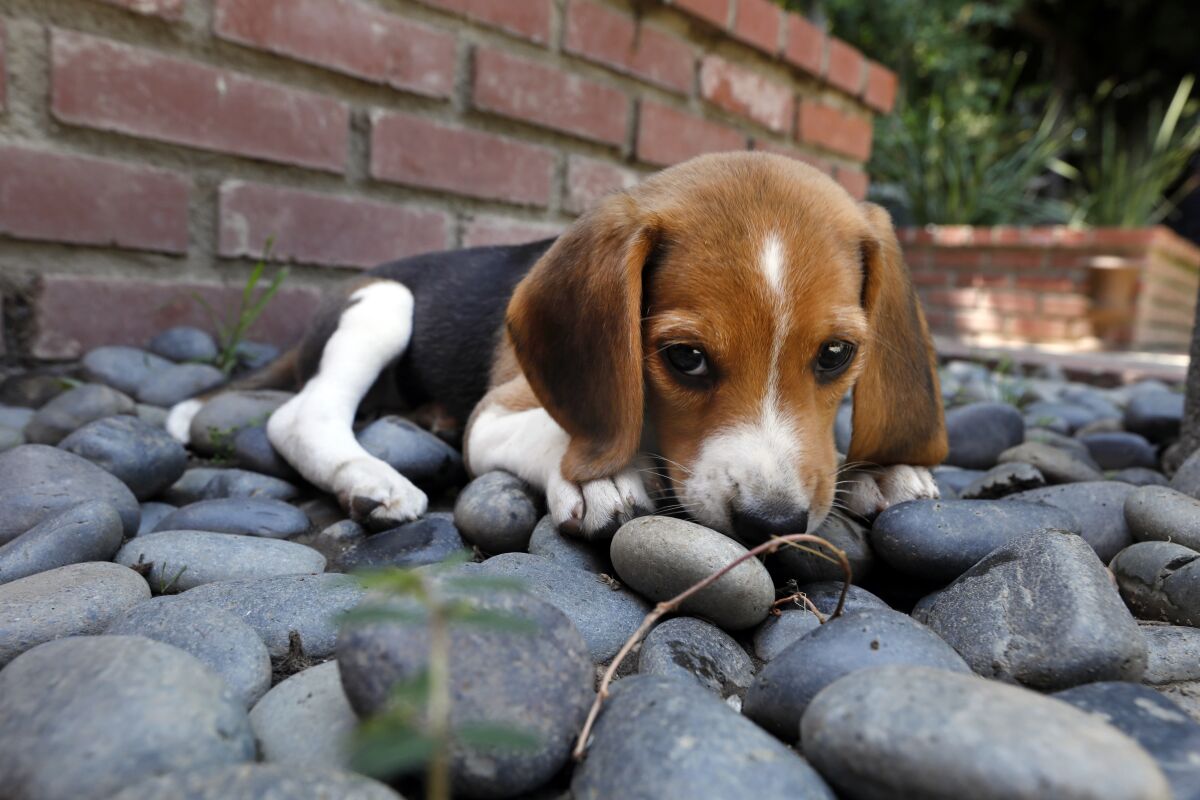 will beagles kill rabbits