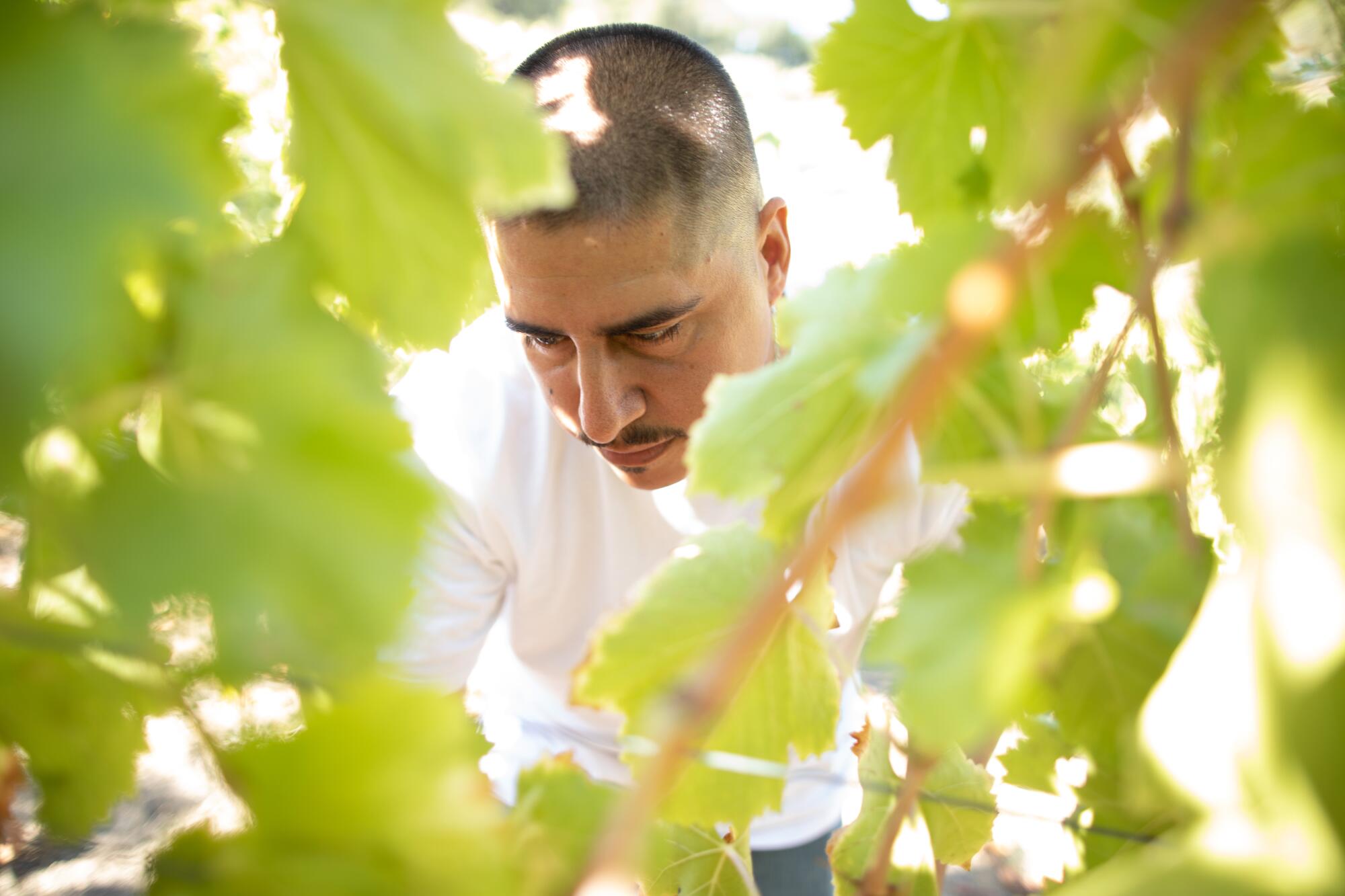 A man works in a vineyard