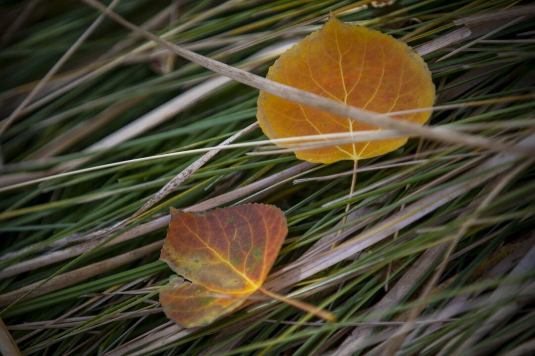 Aspen leaves