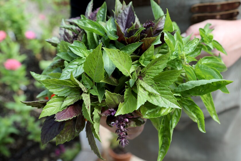 Freshly cut basil leaves grown at Heirloom Potager in Santa Ana.