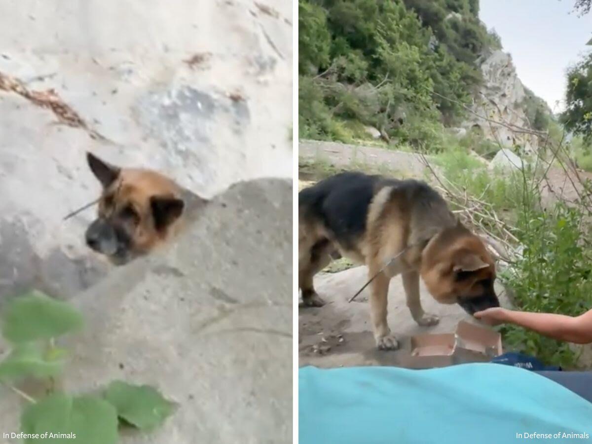 A German shepherd was found in a remote area of Malibu, with its mouth zip-tied shut.