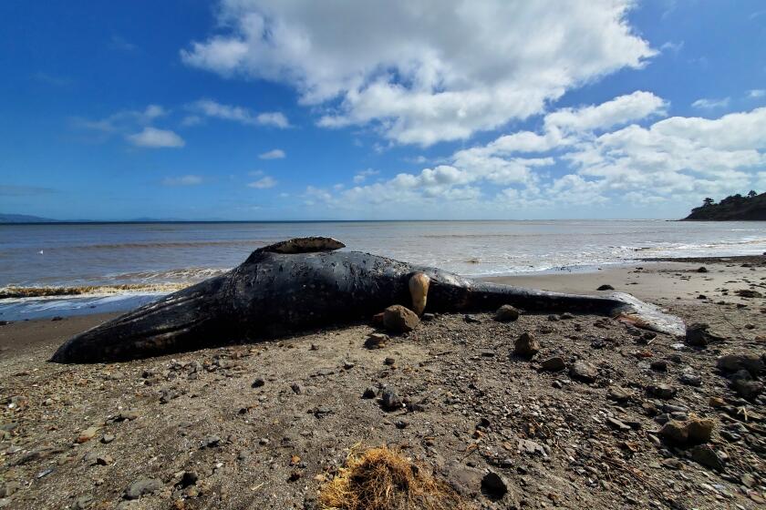 A dead gray whale is pictured on Bolinas Beach in Marin County prior to a necropsy investigation by experts from The Marine Mammal Center and the California Academy of Sciences on March 25, 2023. The team of experts concluded the whale died as a result of blunt force trauma due to vessel strike. Photo by Barbie Halaska © The Marine Mammal Center