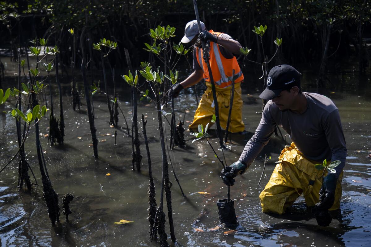 Trabajadores colocan plántulas en un bosque de manglar recuperado, 