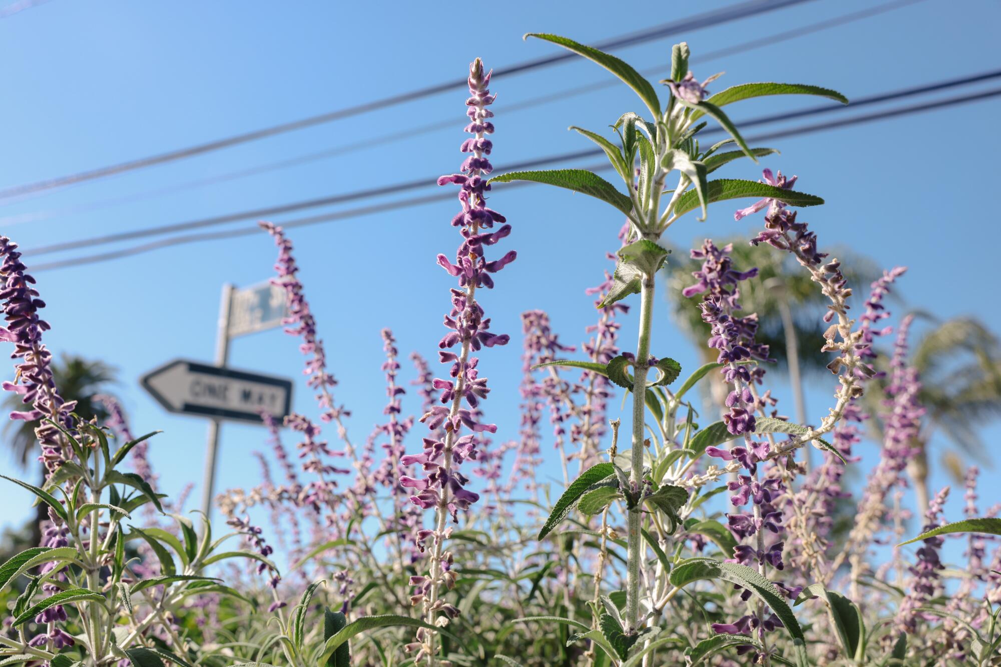 Mexican bush sage blooms with violet towers of flowers in Stephen Reid's yard.