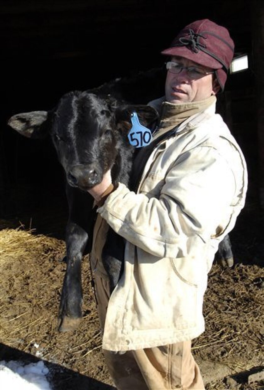 Chad Skretteberg carries a new born calf out of his barn in Almont, N.D., on Thursday, April 2, 2009. When the Heart River flash flooded last Sunday Skretteberg carried 32 calves on his shoulders one by one, through waist-high ice cold floodwater, from the barn to safety. (AP Photo/Will Kincaid)