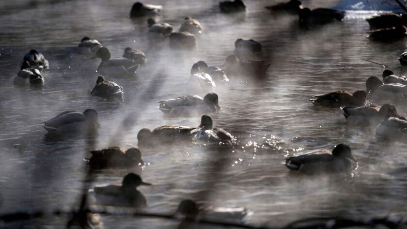 Ducks find refuge on an open section of Minnehaha Creek on Wednesday in Minneapolis.
