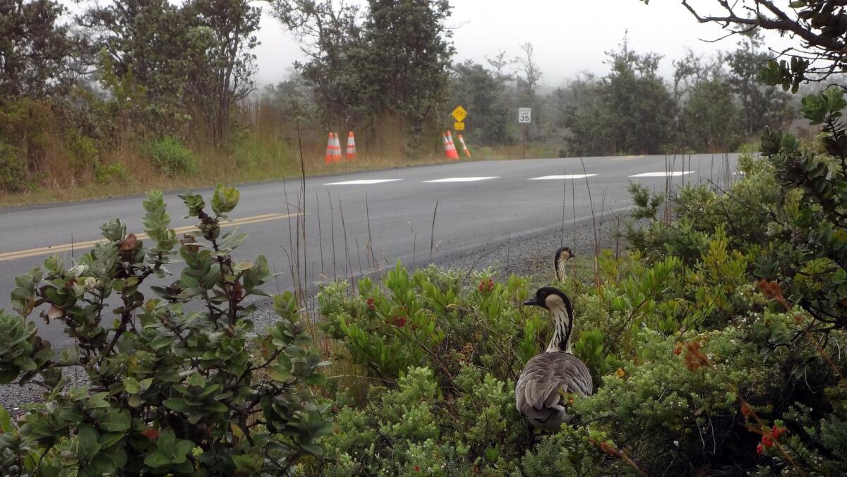 Two adult nene can be seen in underbrush near Crater Rim Drive in Hawaii Volcanoes National Park. (Kathleen Misajon/National Park Service)
