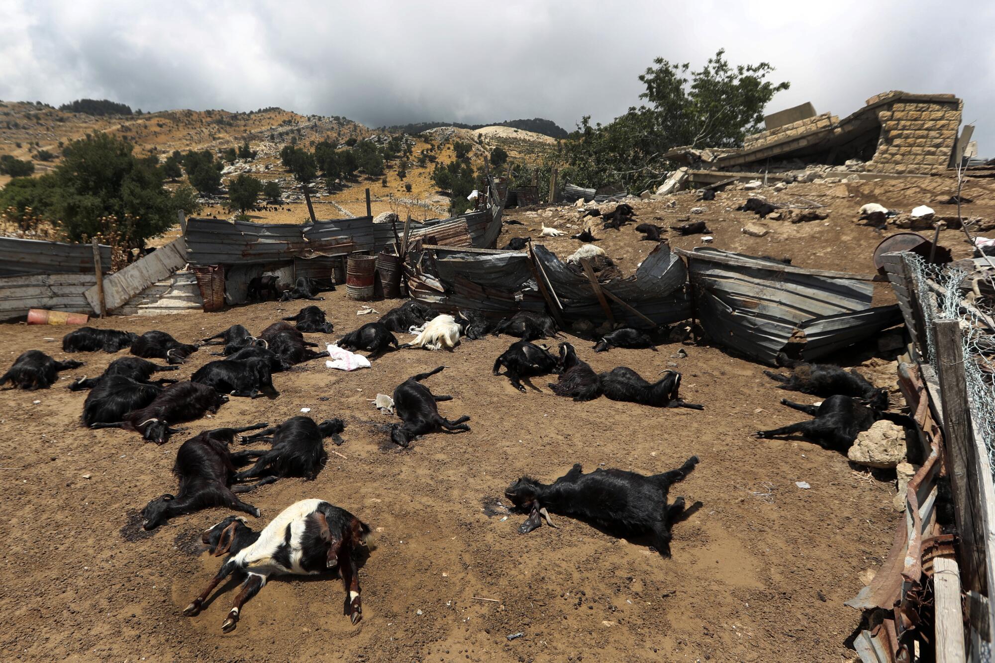 Carcasses of goats lying on the ground in a mountainous landscape