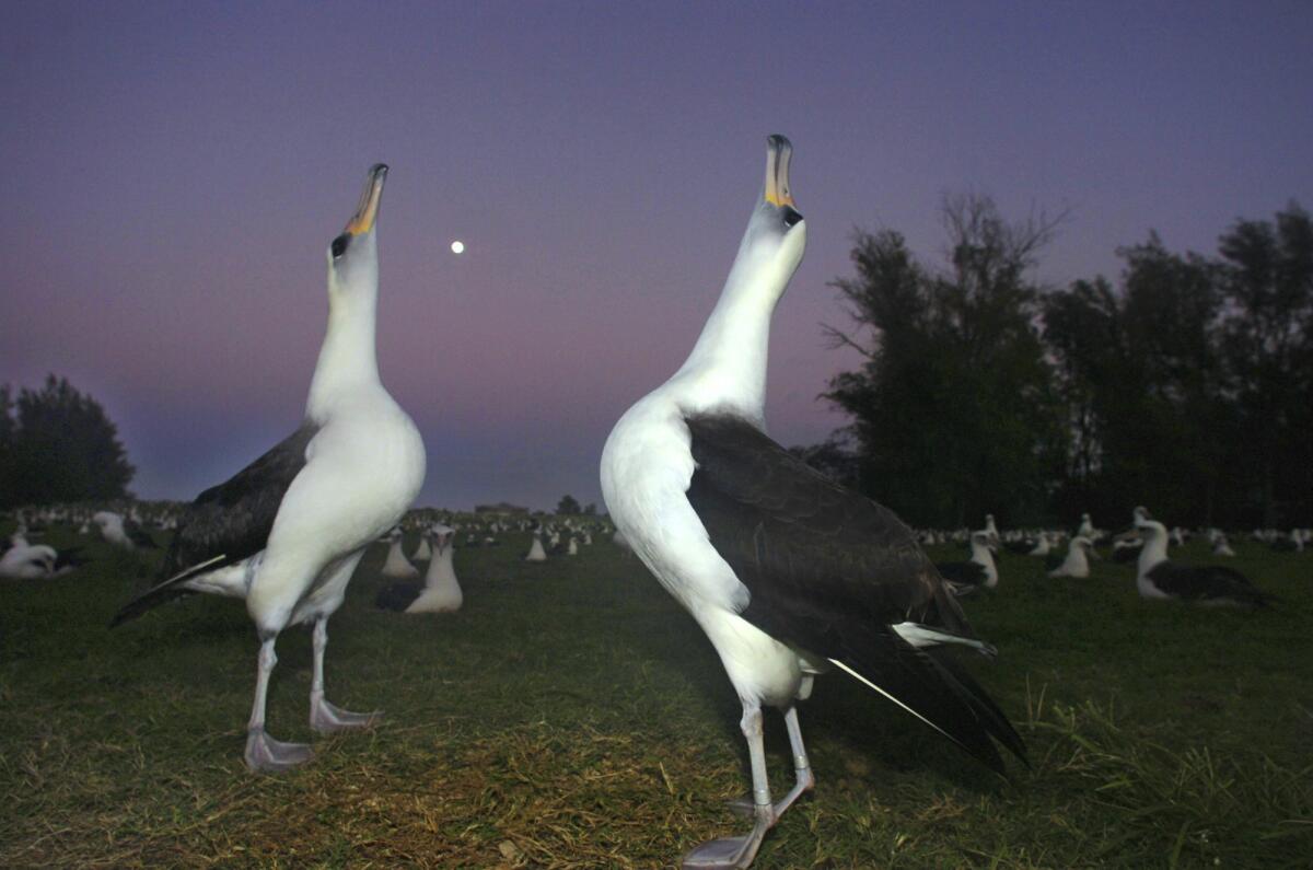 Two Laysan albatross do a mating dance on Midway Atoll.
