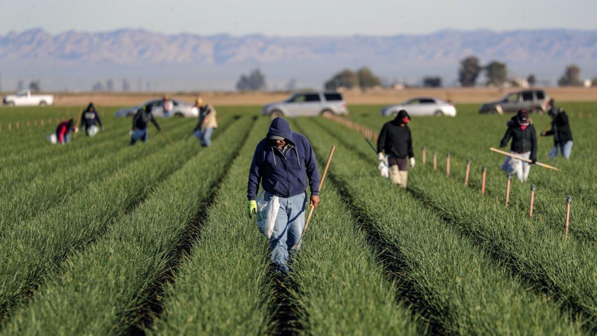 Farm workers spruce an onion field in Holtville, Calif. on Jan. 23.