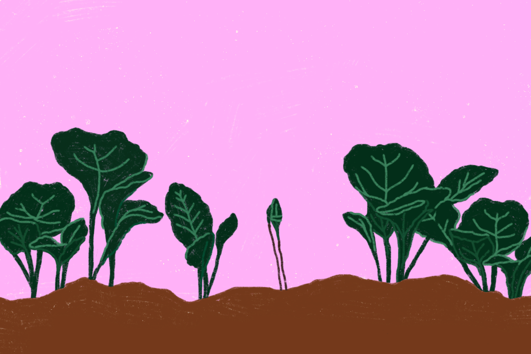 An illustrated gif of collard greens growing out of the ground