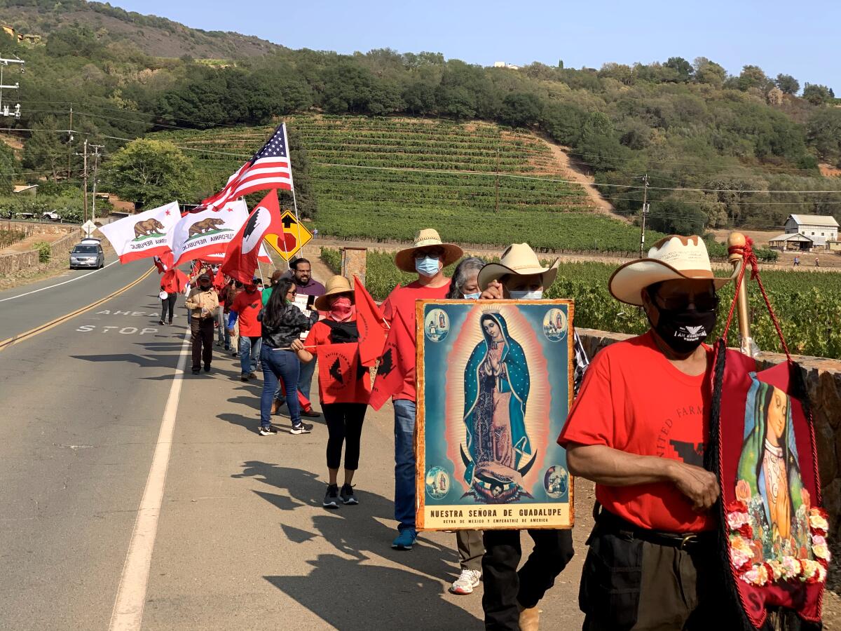 A line of masked people in red shirts and carrying U.S. and California flags along a roadside near vineyards