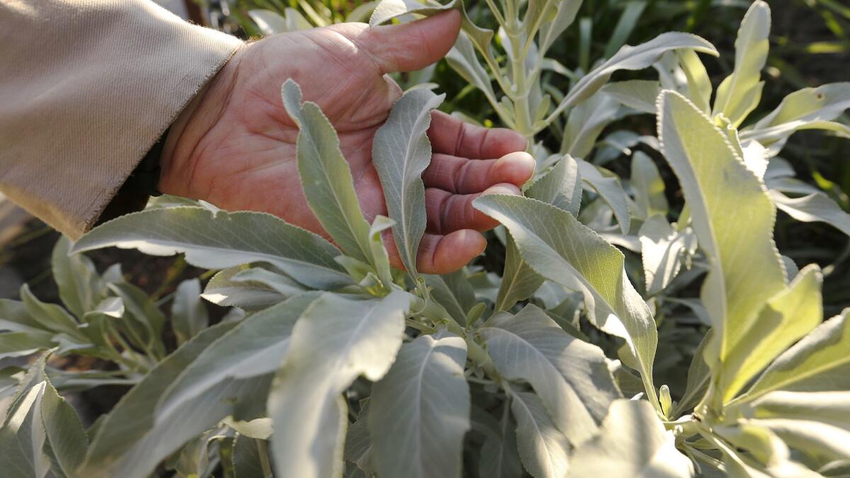 White sage in the California garden at the Los Angeles Zoo.