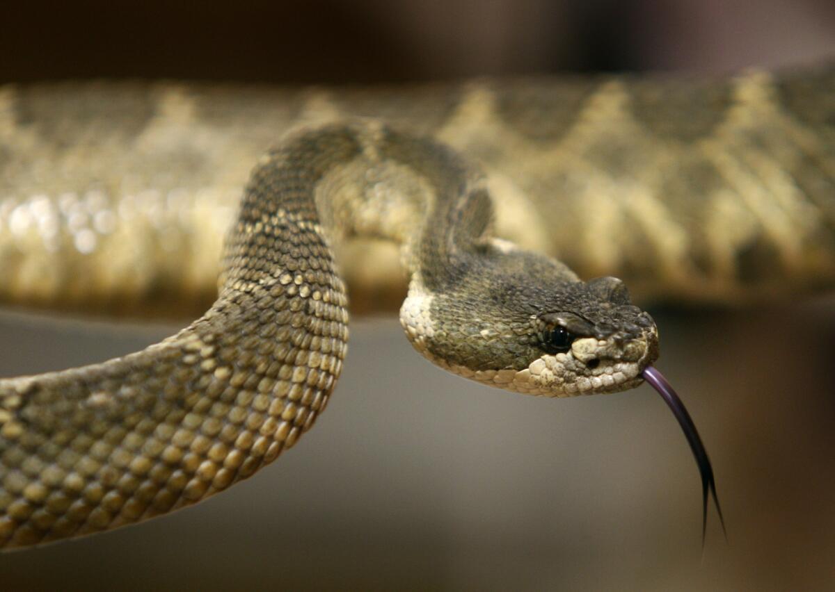 A Northern Pacific rattlesnake flicks its tongue