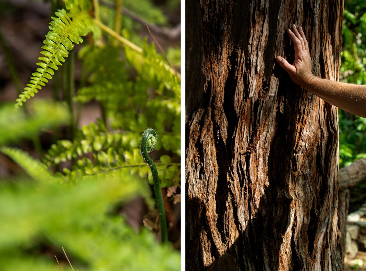 Close-up photos of a coastal woodfern, left, and a person's hand on the bark of a redwood tree, right.