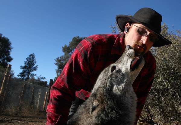 Matthew Simmons gets a lick from his wolf dog, one of 29 that were rescued from small cells where they were bred and imprisoned in Anchorage, Alaska. They now live in a 20-acre wolf sanctuary in the Los Padres National Forest. More: Los Padres sanctuary goes to the rescue of wolf dogs