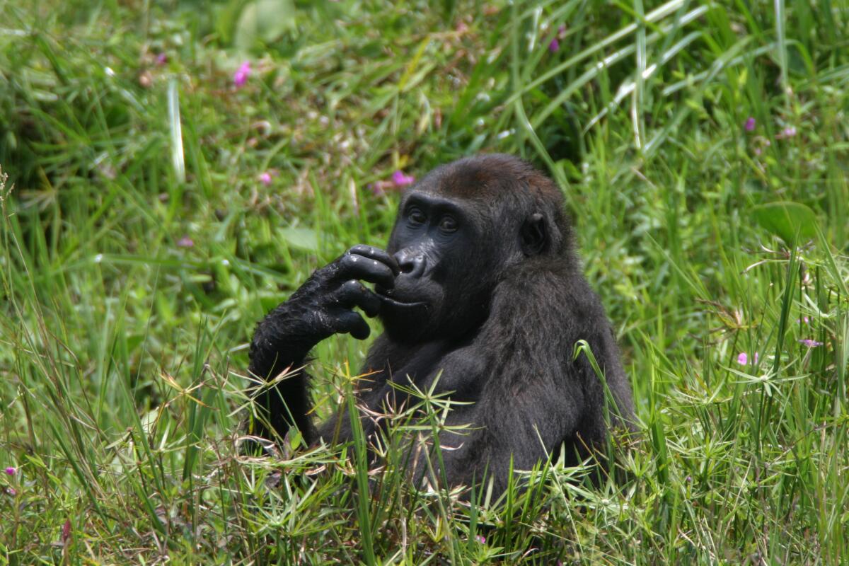 A simian immunodeficiency virus found among western lowland gorillas in southern Cameroon is the likely source of one group of human immunodeficiency viruses, according to a new study.