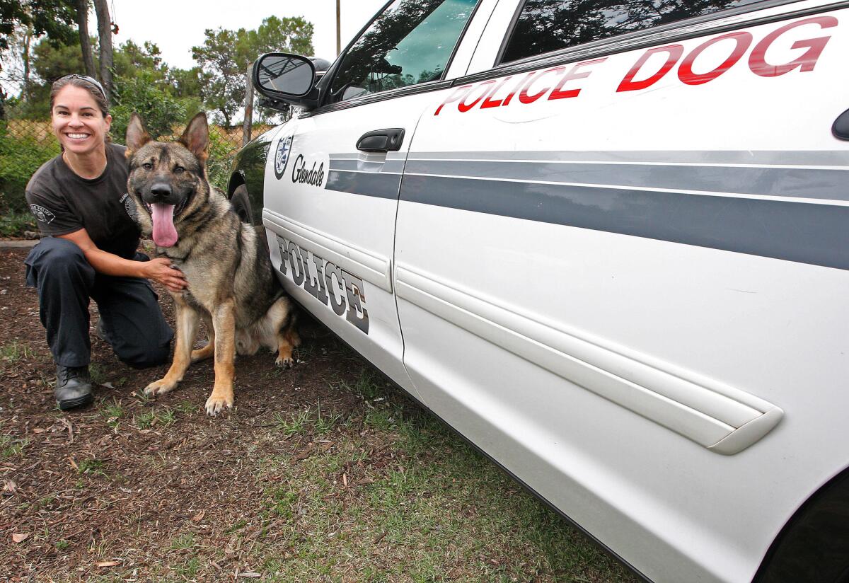 Glendale police officer Maribel Feeley and her new K-9 partner Jager on Tuesday, June 10, 2014.