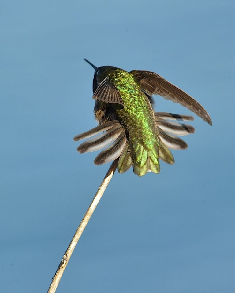 Penny Wilkes hummingbird.jpg