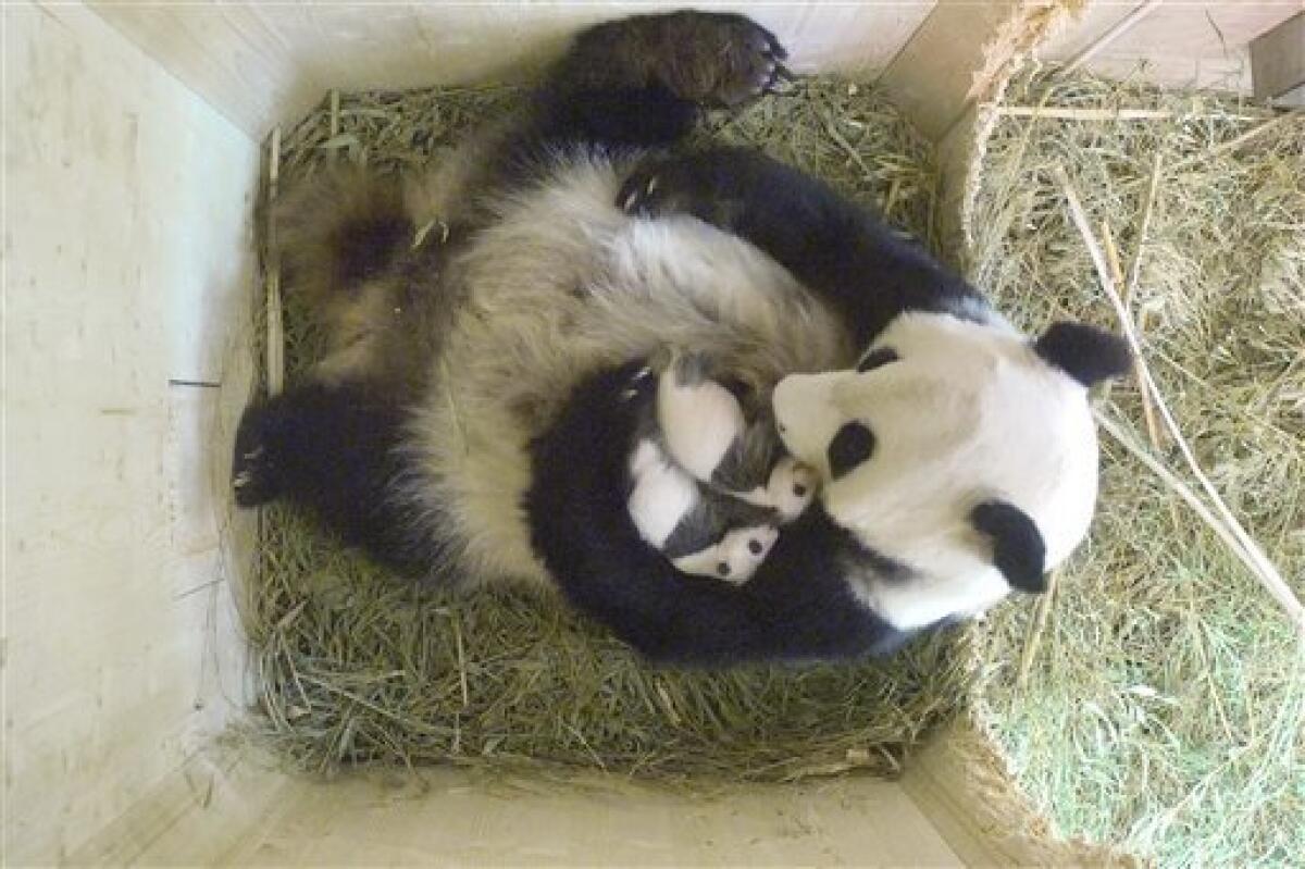 En esta imagen, tomada el 4 de septiembre de 2016 y proporcionada por el zoo Schoenbrunn, la osa panda Yang Yang sostiene en brazos a sus oseznos mellizos en una jaula del zoo, en Viena, Austria. Las crías son macho y hembra, dijo el director del centro, Dagmar Schratter, el 6 de septiembre de 2016.