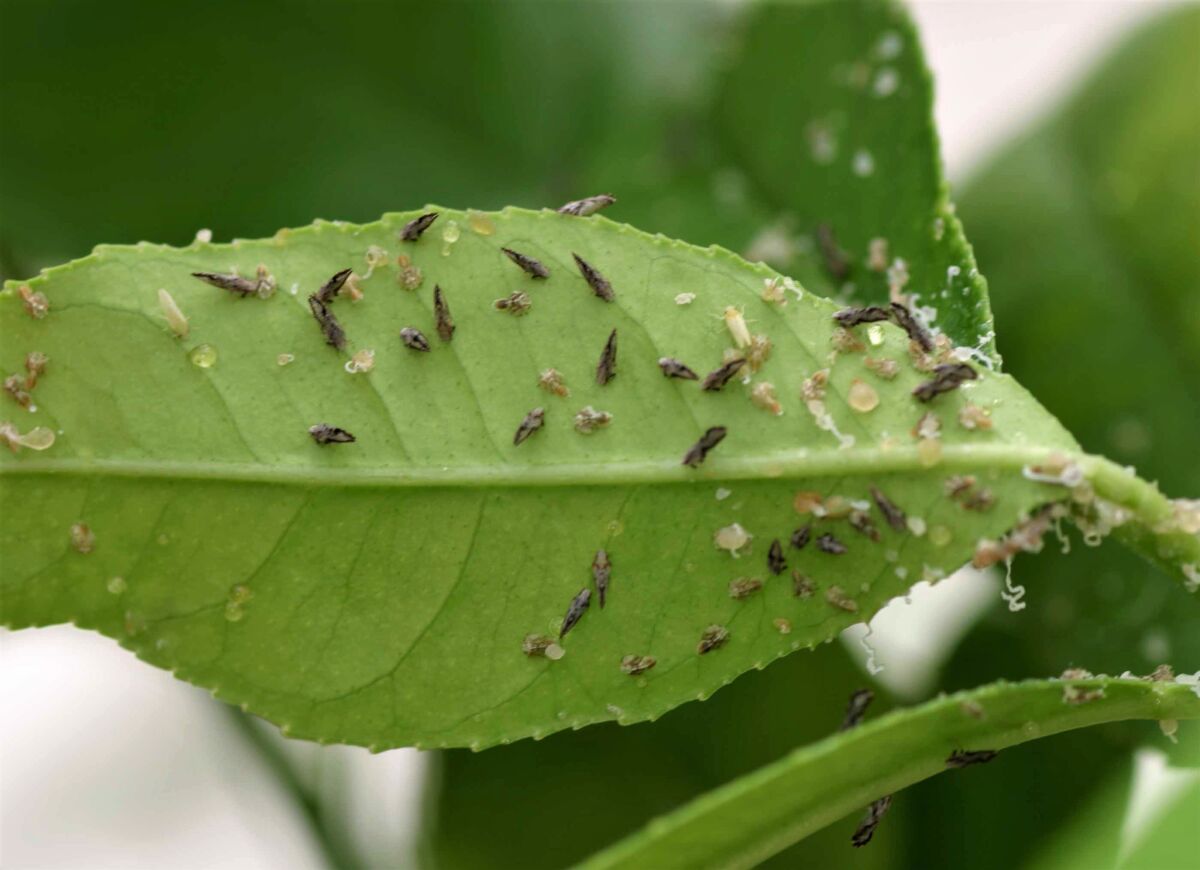 Asian citrus psyllids (ACP) adults can spread a deadly bacterial disease as they eat the leaves of citrus trees.