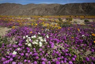 Wildflowers can be seen right off of Henderson Canyon Road.