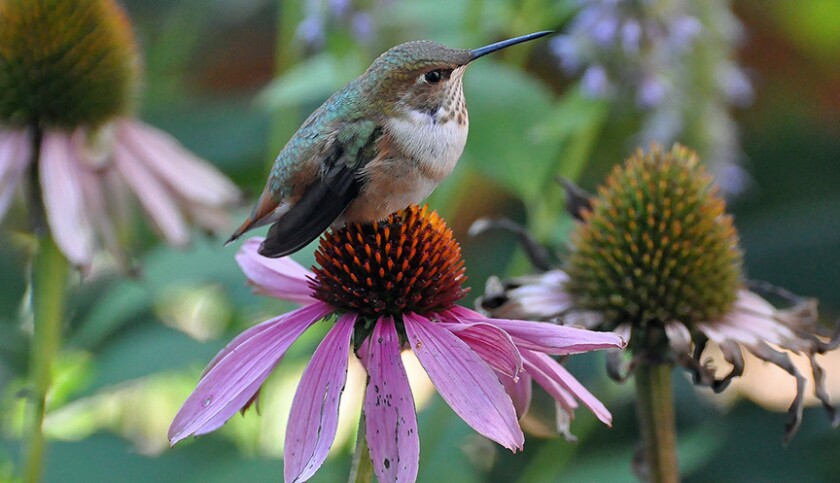 Plants that please the pollinators - The San Diego Union-Tribune