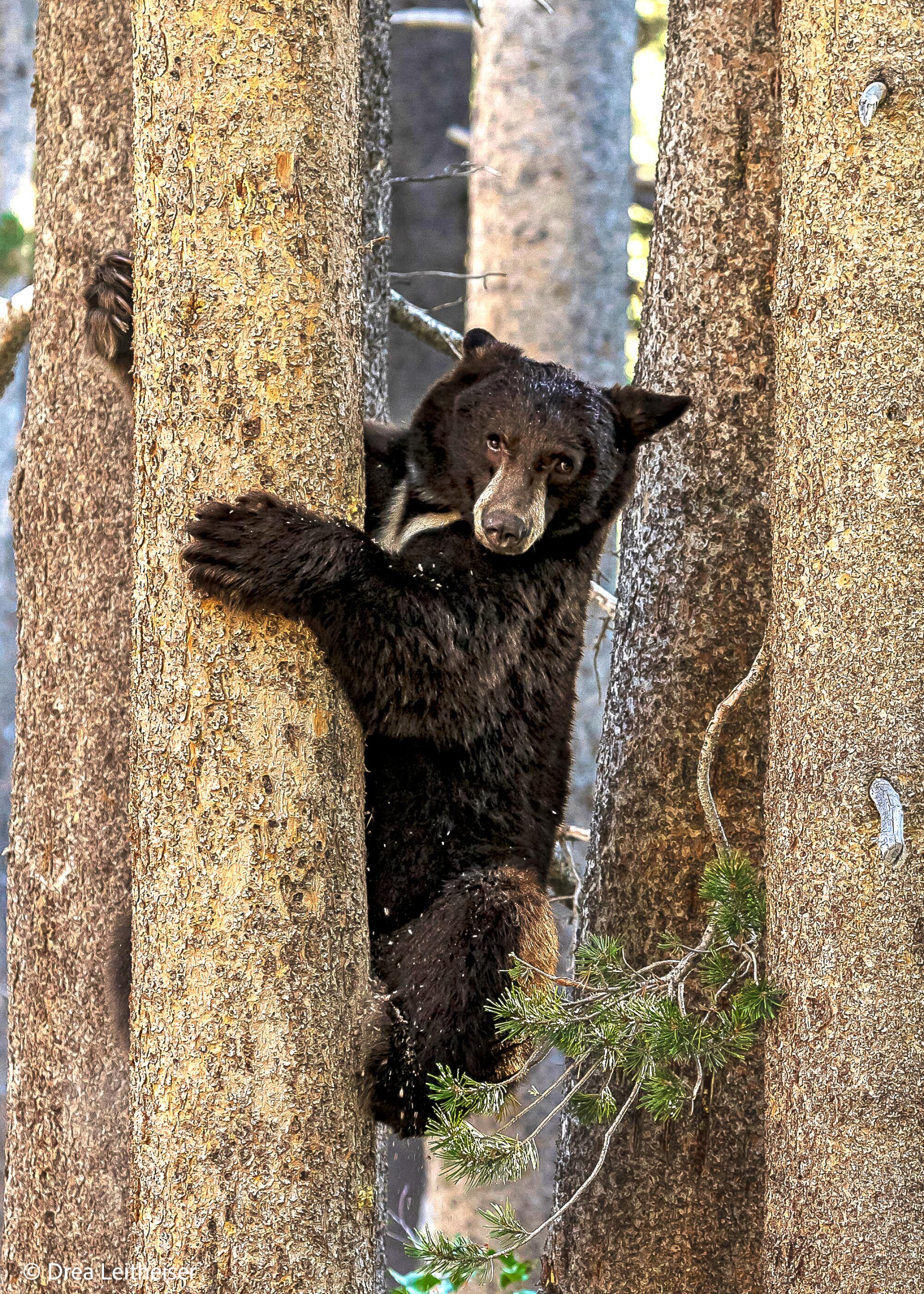 Bear cub clutching a tree.