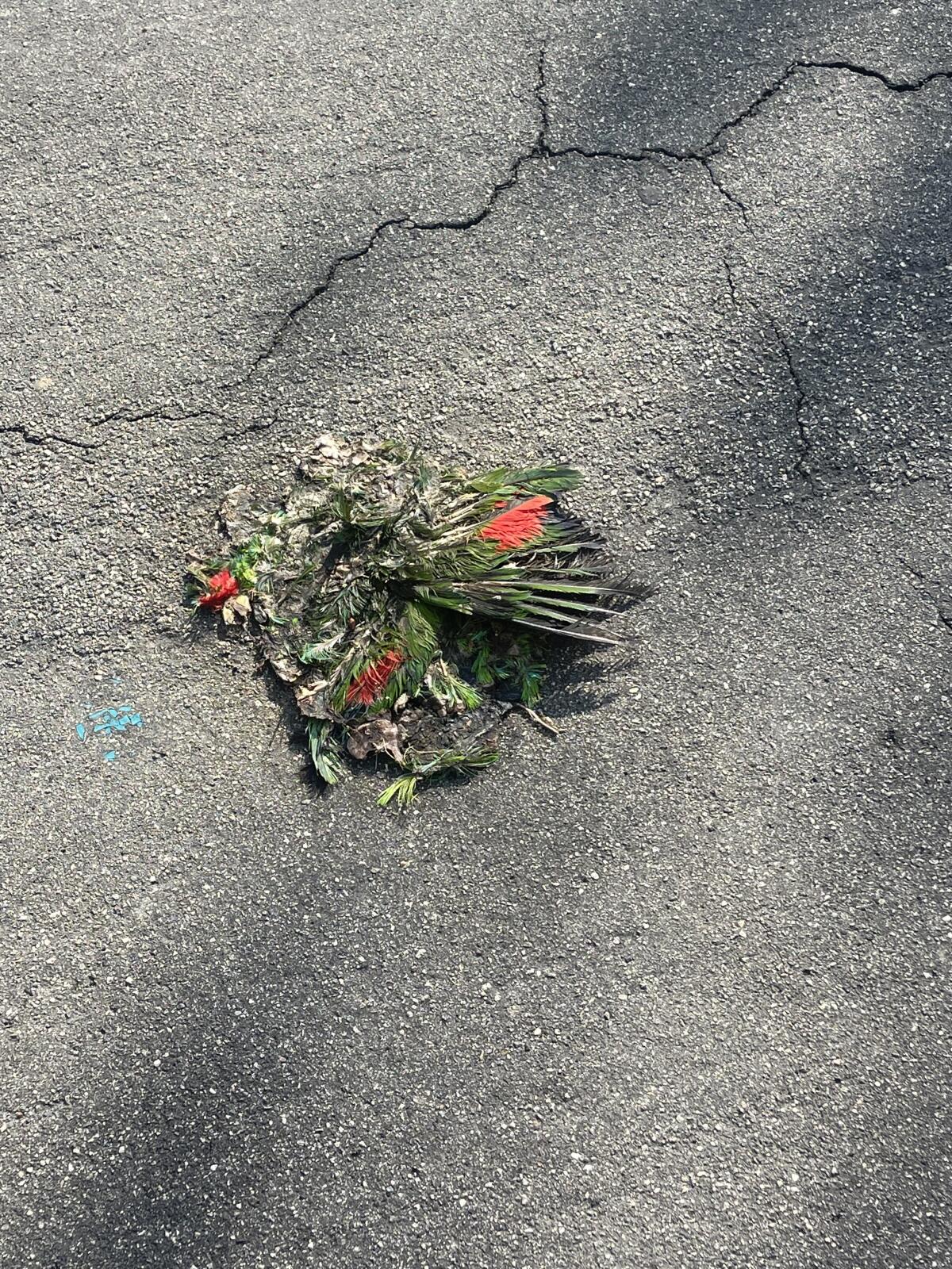A red-crowned amazon is found smashed in a Temple City mini mall parking. A man was filmed illegally trapping parrots nearby.