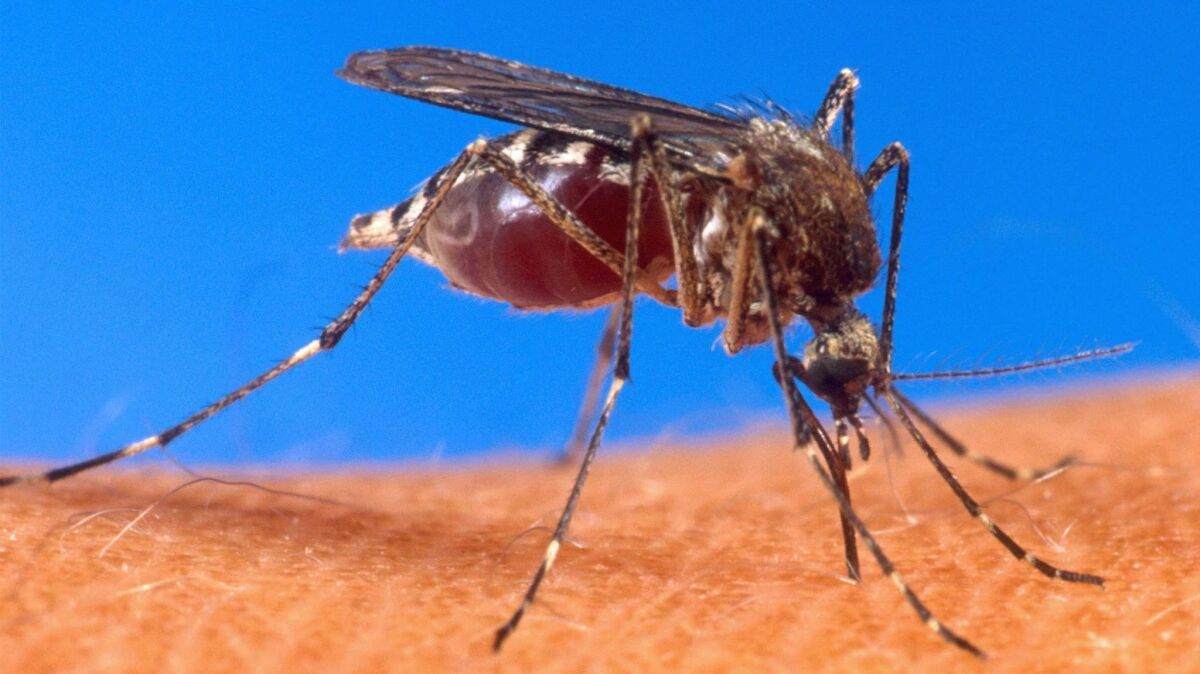 Orange County Mosquito and Vector Control District officials say Aedes mosquitoes are continuing to spread throughout the county.