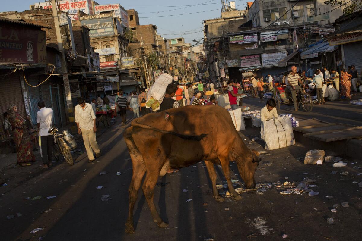 Cows roam freely through the streets of India. The animal is sacred to Hindus, who form the majority of the population.
