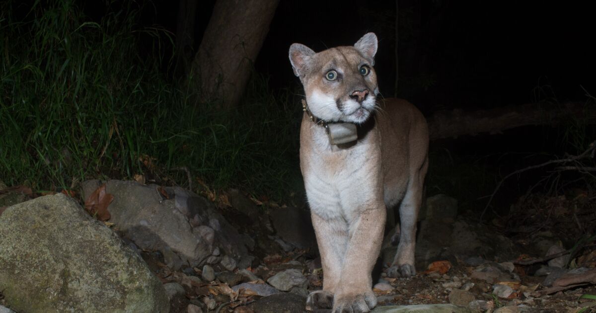 Famed mountain lion P-22 laid to rest in private tribal ceremony