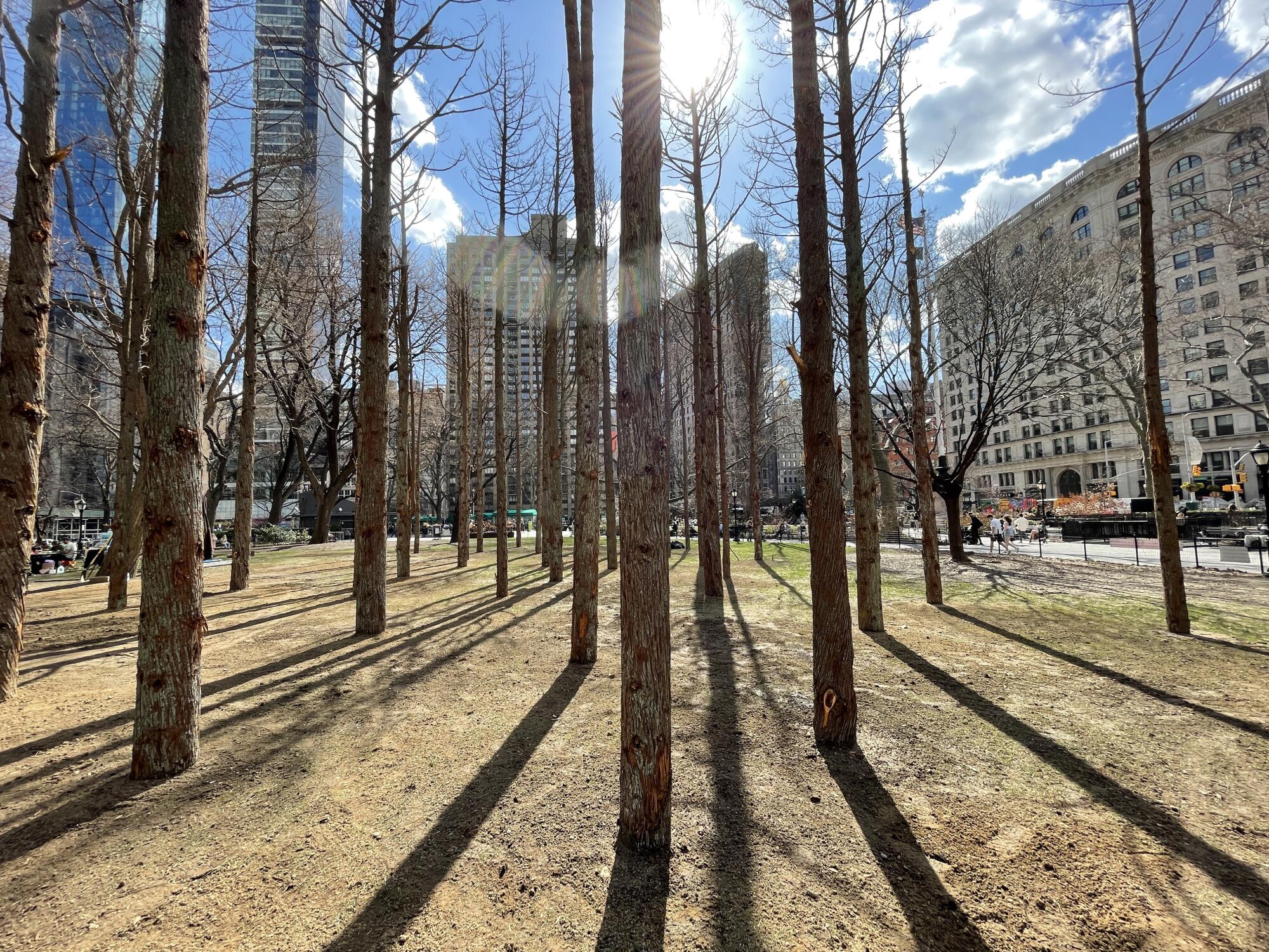 A horizontal view of "Ghost Forest" shows the deadened tree trunks casting long shadows on the ground.