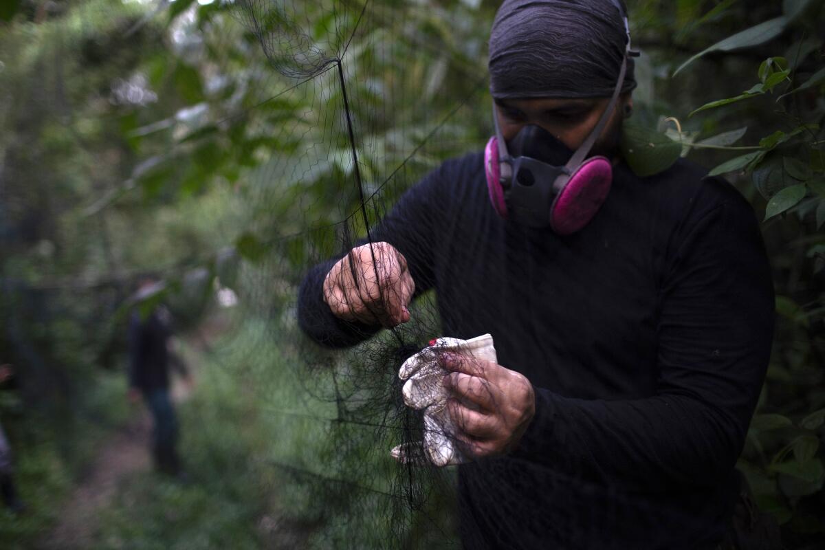 In a forested area, a researcher wearing a respiratory mask handles a fine mesh net.