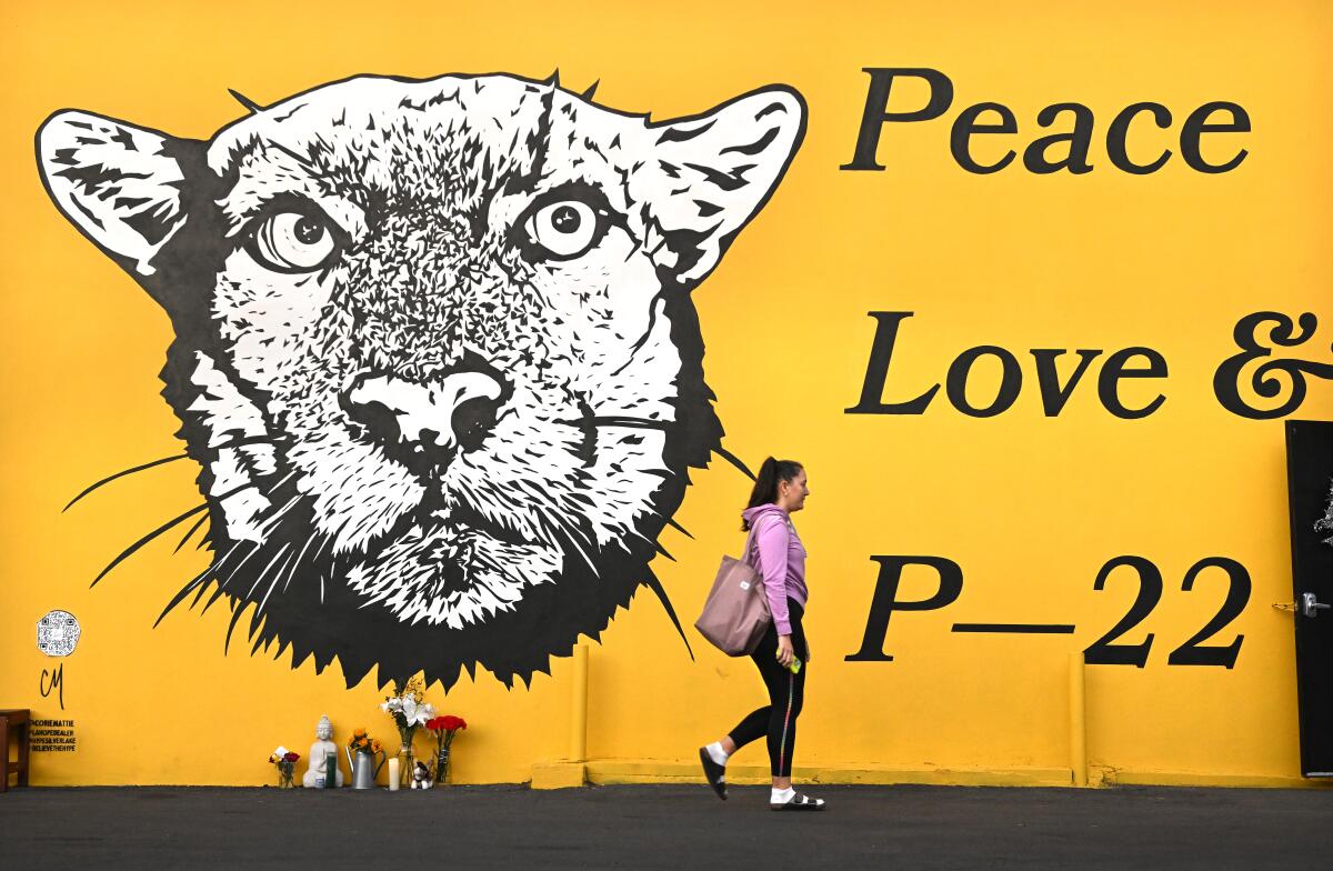 A woman walks past a mural of a mountain lion that says "Peace and Love P22," with flowers and candles left below 