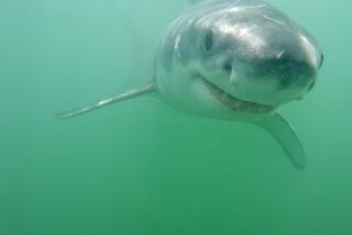 Marine photographer Eric Mailander, captured "smiling" juvenile great white sharks in Monterey Bay in June 2024.