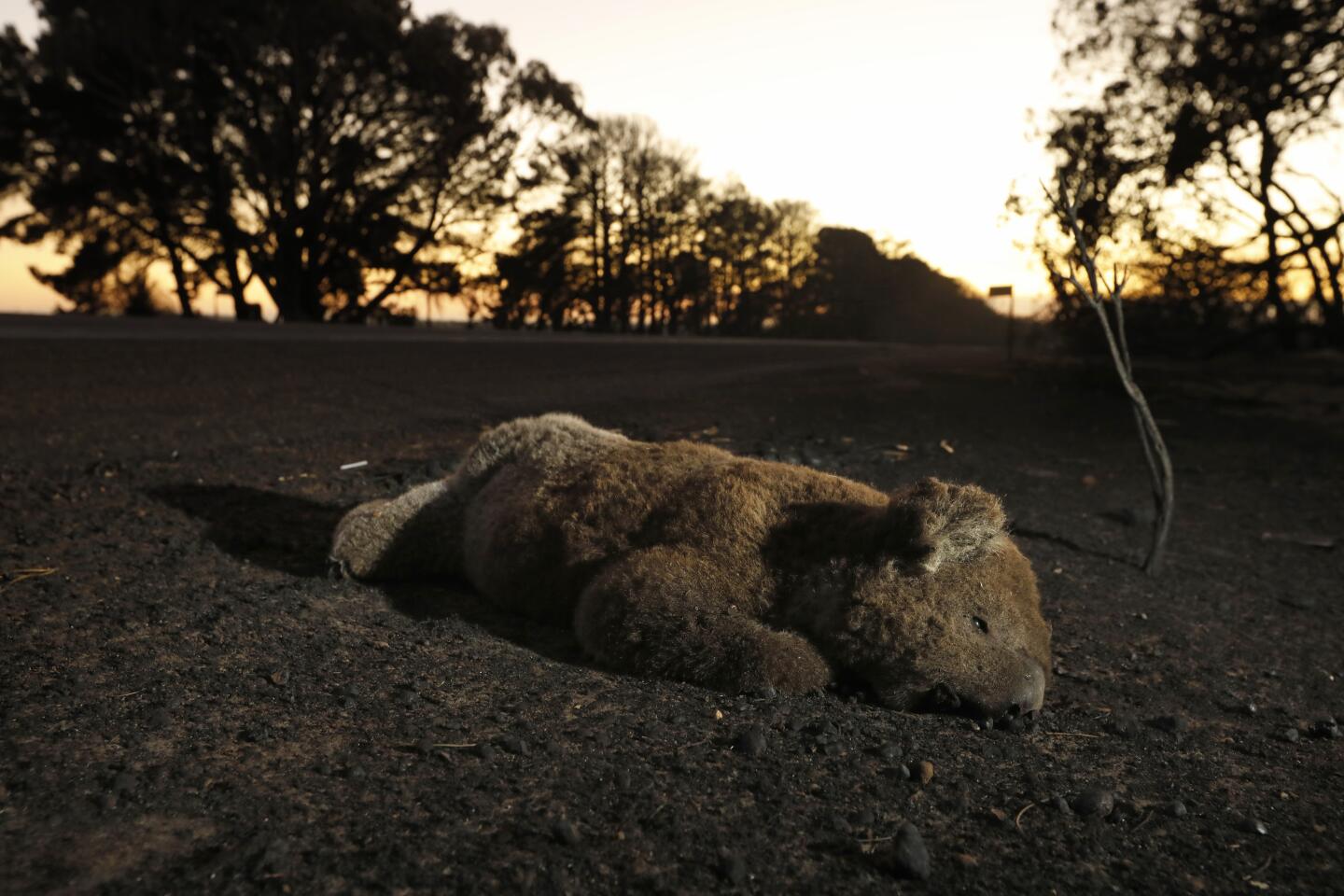 Wildlife on Kangaroo Island