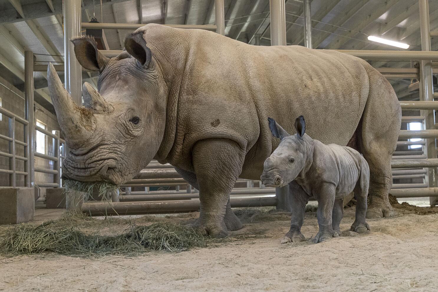 Annual International Baby Rhino Rescue Art Contest