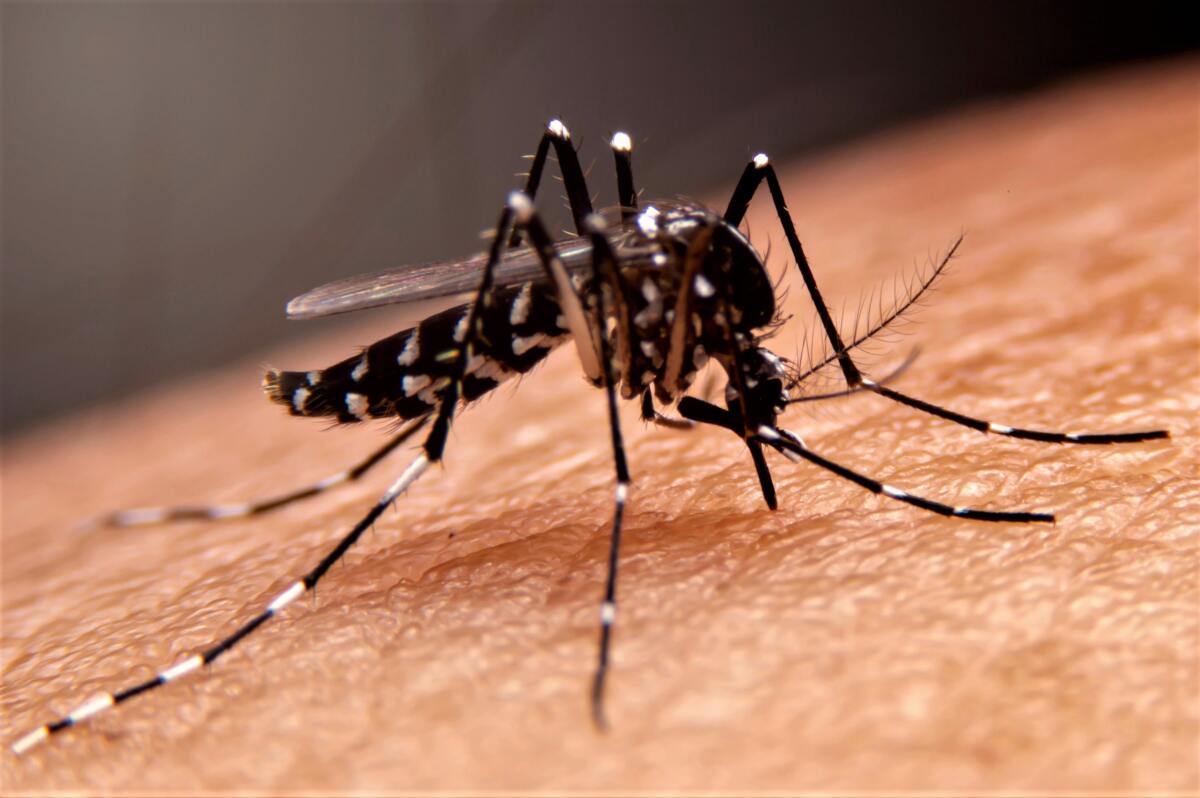 An Aedes mosquito, commonly called an ankle biter, prefers humans over animals. 