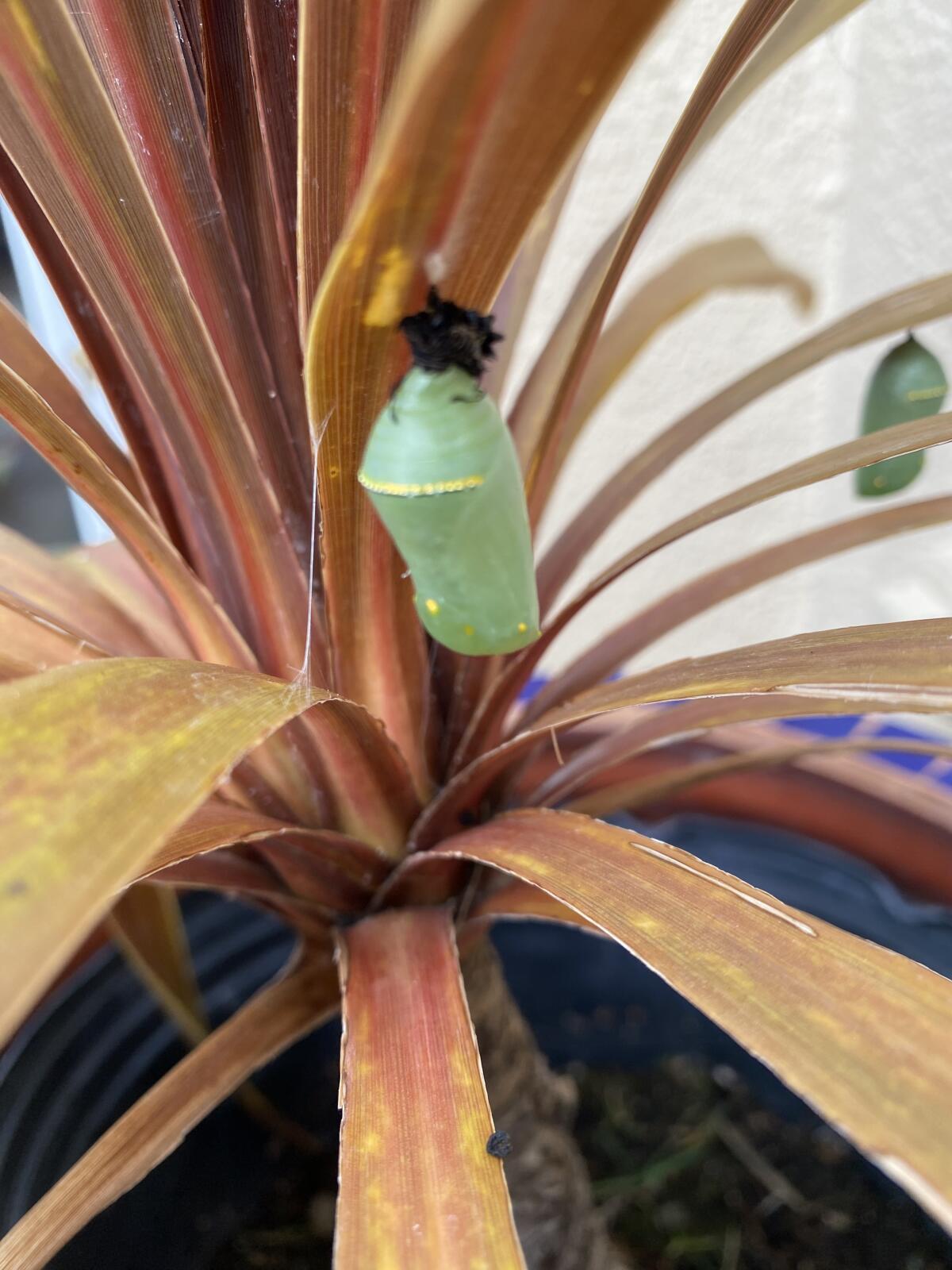 The chrysalis of a monarch butterfly hangs in Patrice Apodaca's native garden.