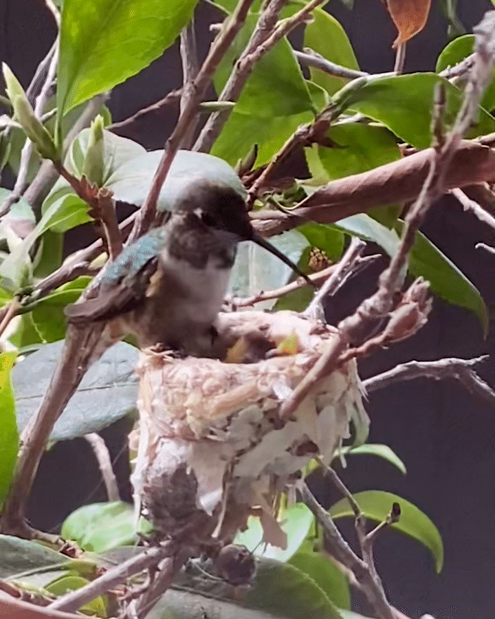 A hummingbird feeds her young in a nest outside Barbara Chung's living room window.