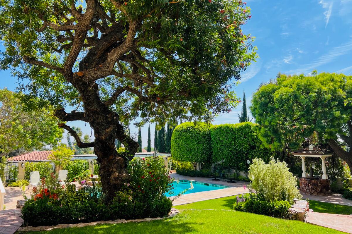 A tall tree stands in front of a pool with hedges to the side. 