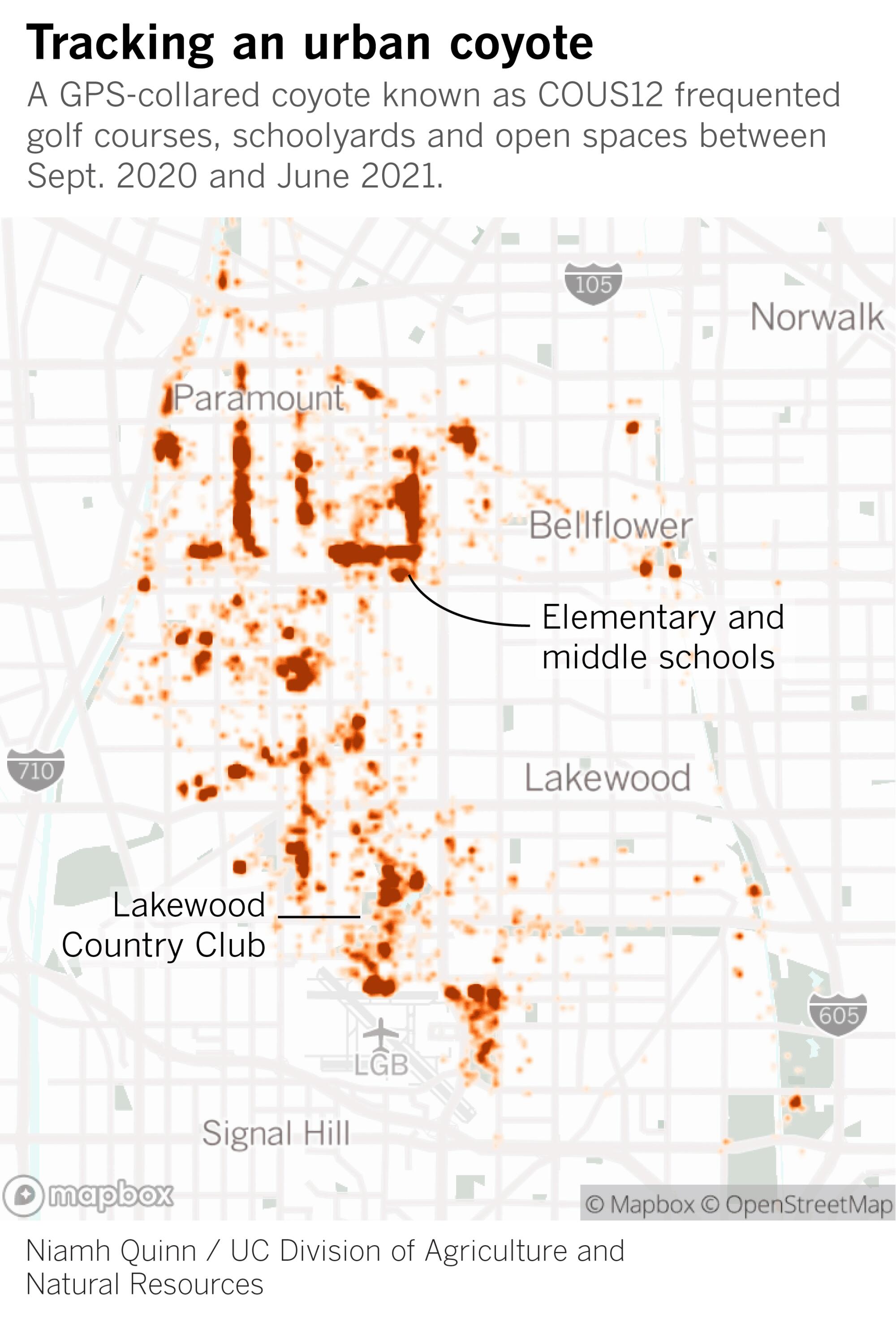 A map shows a GPS-collared coyote frequented golf courses, schoolyards and open spaces near Lakewood.
