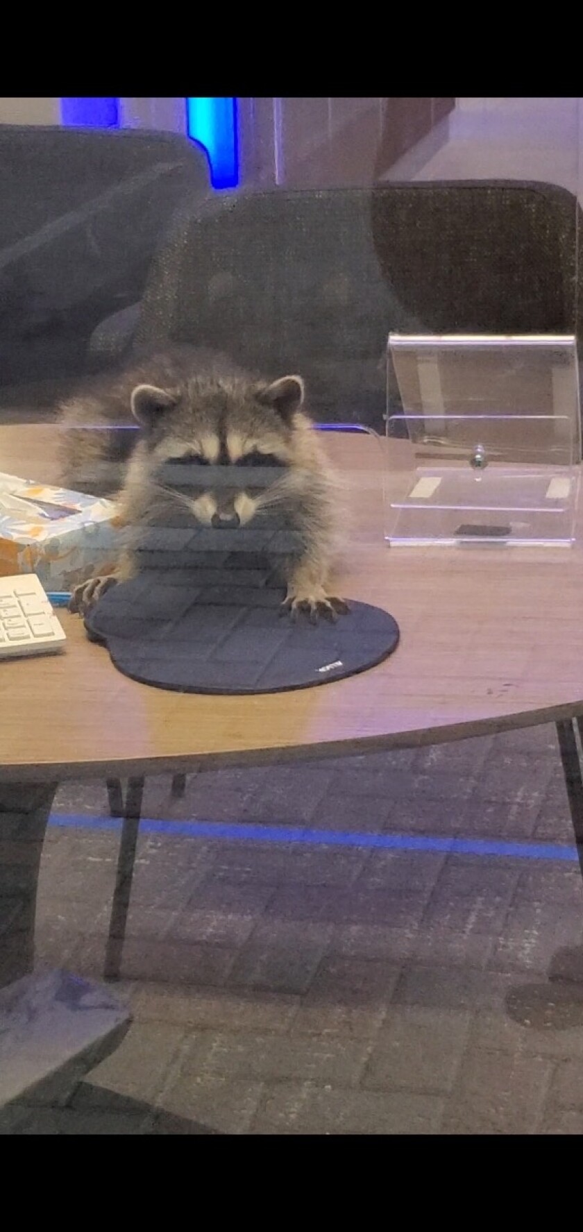 2 Masked Bandits Broke Into A Redwood City Bank The Culprits Raccoons Los Angeles Times - redwood city bank the culprits raccoon face roblox 2 Masked Bandits Broke Into A Redwood City Bank The Culprits Raccoons Los Angeles Times - raccoon face roblox
