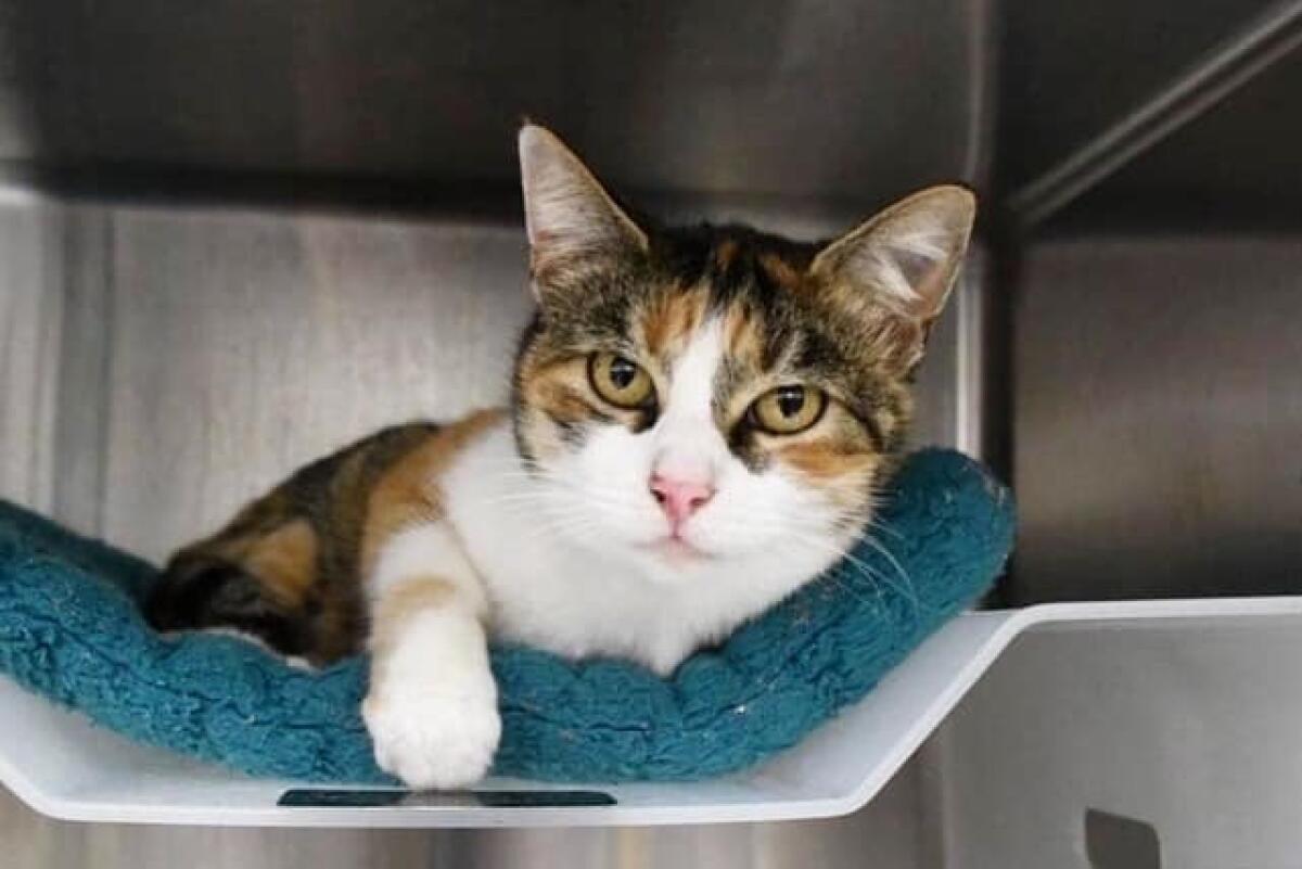 Patches, a calico cat believed to have been killed with her owner in the 2018 Montecito mudslides