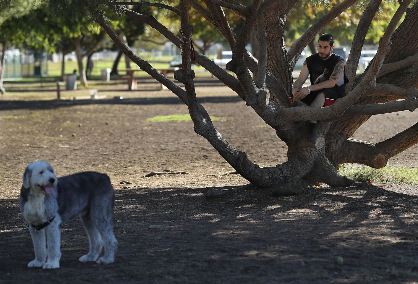 Joseph Neksalyan of Tarzana finds a shady spot to relax during a visit to Sepulveda Basin Off-Leash Dog Park in Encino.